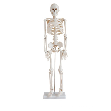 Human Skeleton Model (85cm)